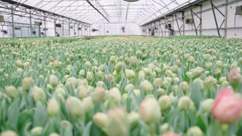 Slow motion view of blooming tulips in a greenhouse during spring season Video stock 303408934