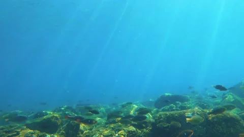 Slow motion view of blue sea water with group of saltwater fishes of Mackerel Tr Stock Footage 238498568