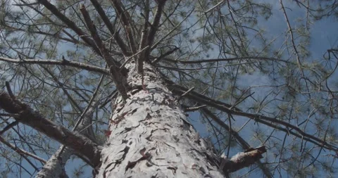 Slow motion. View from the bottom up along the trunk of a huge pine tree to the Stock-Footage 171721534