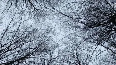 Slow motion view from the bottom of forest trees. Stock Footage 147556945