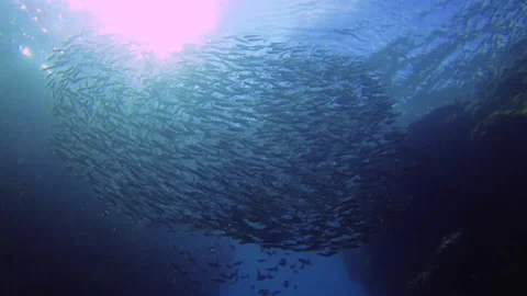 Slow motion view from bottom sandy seabed look up to the surface underwater with Stock Footage 312576822