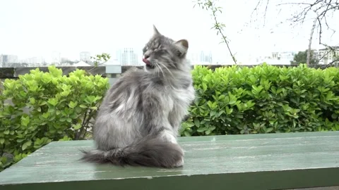 Slow Motion view of cat sitting on the table and licking its furry body Stock-Footage 242504996
