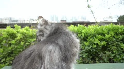 Slow Motion view of cat sitting on the table and licking its furry body Stock Footage 242504998