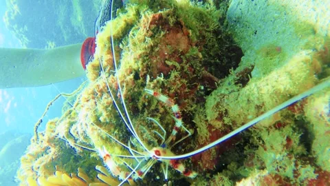 Slow motion view of close up to a banded coral red white stripped shrimp with lo Stock Footage 312401376