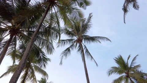 Slow-motion view of coconut palm trees against sky near beach Stock Footage 195319672