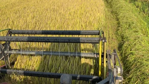 Slow motion view from the combine cabin shows the header capturing stems while 库存影片 334417802