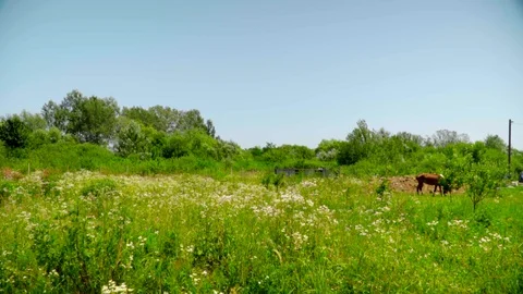 Slow motion view of dark brown horse eating grass in a green flower field on a Stock Footage 119759760