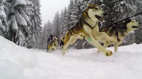 Slow motion view of a dogsled race with Husky dogs Stock Footage 46838952