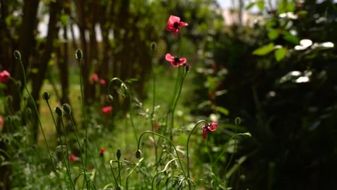 Slow Motion view of Field Of Red Tulips Blooming Stock Footage 256401647
