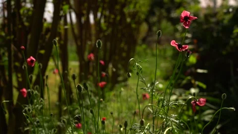 Slow Motion view of Field Of Red Tulips Blooming 1 Stock Footage 256401651