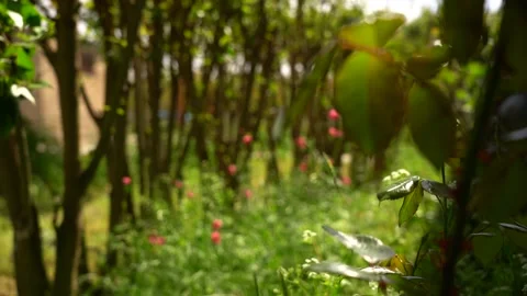 Slow Motion view of Field Of Red Tulips Blooming 2 Stock Footage 256401665