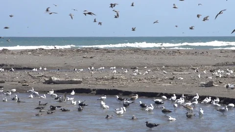 Slow Motion view flock of birds at Pacific Ocean beach in Atacama Desert Stockbeeldmateriaal 113423950