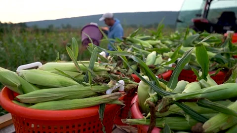 Slow motion view of freshly picked corn on a flatbed trailer with blurry men in Video stock 135899149