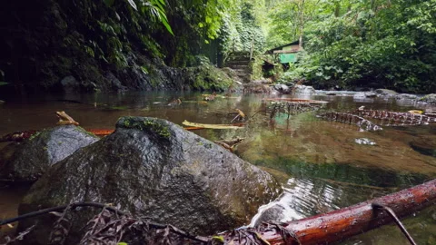 Slow Motion View of Frogs Jumping Into Clear Tropical Stream From Wet Rocks Near Stock Footage 337020696