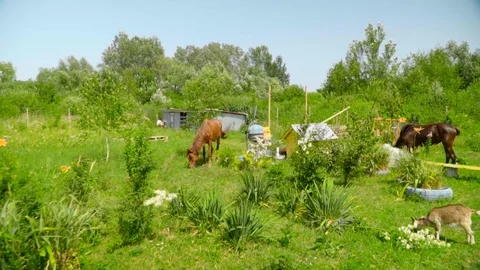 Slow motion view of a goat eating grass in a green flower field on a sunny day Stock Footage 119761191