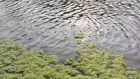 Slow motion view of green algae floating on rippling river water sunlight Stock Footage 346766008