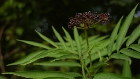 Slow Motion view of Green Forest Tree Leaves Stock Footage 236610433