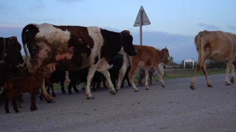 Slow motion view herd of cattle returning home from the pastures in the evening Video stock 256400625