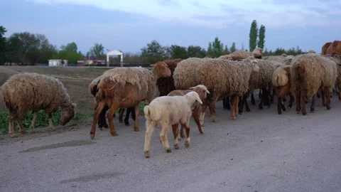 Slow motion view herd of cattle returning home from the pastures in the evening Video stock 256400635