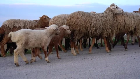 Slow motion view herd of cattle returning home from the pastures in the evening Video stock 256400637