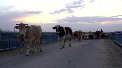 Slow motion view herd of cattle returning home from the pastures in the evening Video stock 256400642