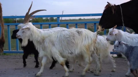 Slow motion view herd of cattle returning home from the pastures in the evening Video stock 256400679