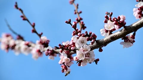 Slow motion view of a honey bee polinating apricot blossom Stock Footage 104195633