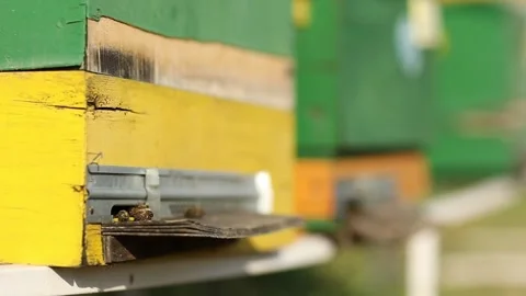 Slow motion view of Honey Bees at the Entrance of Hive Box Stock Footage 248831486