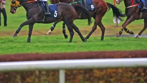 Slow motion view of horses running on a grassy racetrack, with gentle light.. Stock Footage 321146499