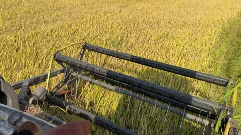 Slow motion view from inside the combine cabin shows the cutting unit capturing Video stock 335206401