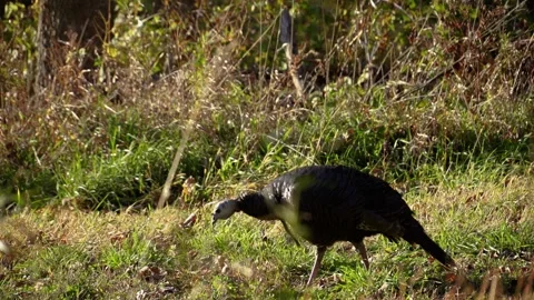Slow Motion View of Isolated Turkey Gobbler Walking Across the Frame Stock Footage 152806045