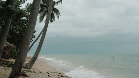 Slow Motion View of Leaning Coconut Palm Trees Swaying in Strong Wind on Sandy Vidéo 335713064