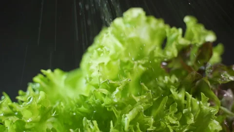 Slow motion view on lettuce sprayed with water on a dark background closeup Stock Footage 124403280