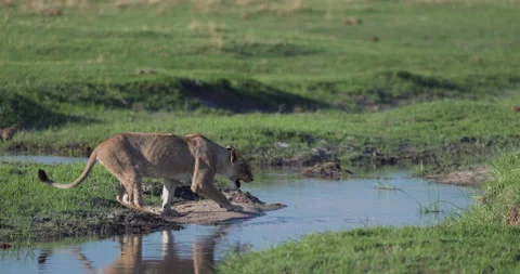Slow motion view of a lioness jumping over a river Vídeo Stock 295609204
