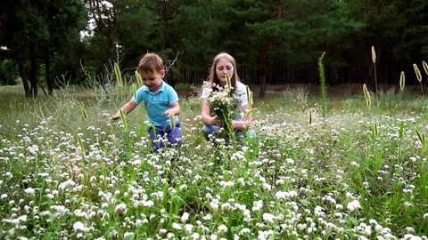 Slow motion view on little boy picking beautiful wild flowers to help sister Stock-Footage 104417440