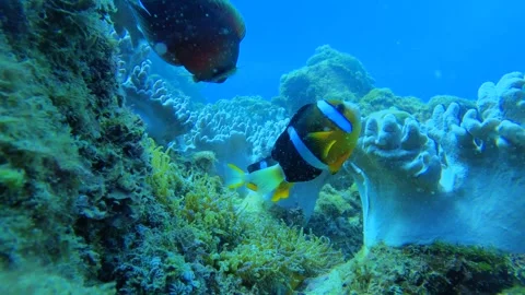 Slow motion view look out close up to a sea anemone home to Clarkii clownfish wi Stock Footage 303411488