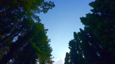 Slow motion view looking up at forest canopy with blue sky Stock Footage 340438361