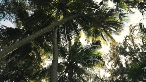Slow Motion View Looking Up Through Tropical Palm Trees with Sunlight Stock Footage 326015587