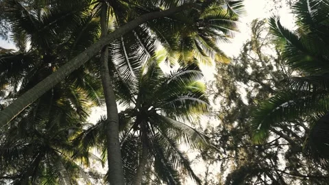 Slow Motion View Looking Up Through Tropical Palm Tree Canopy Stock Footage 326015914