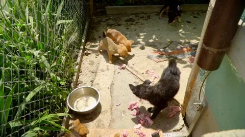 Slow motion view of mixed-breed puppies eating inside their cage. Need of love Stock Footage 119760943