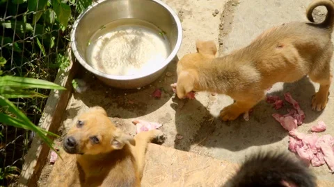 Slow motion view of mixed-breed puppies eating inside their cage. Need of love Stock Footage 119760972