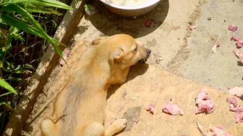 Slow motion view of mixed-breed puppy eating inside a cage. Need of love, no Stock Footage 119760995