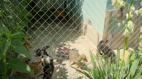 Slow motion view of mixed-breed puppies eating inside their cage. Need of love Stock Footage 119761017
