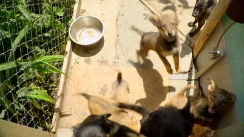Slow motion view of mixed-breed puppies inside their cage. Need of love, no home Stock Footage 119761663