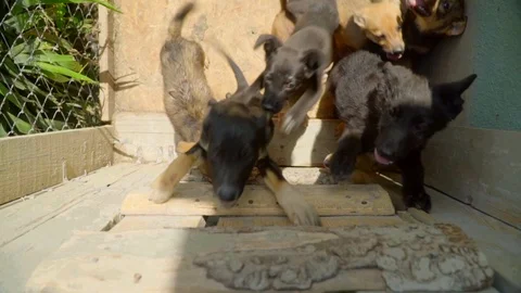 Slow motion view of mixed-breed puppies inside their cage. Need of love, no home Stock Footage 119761679