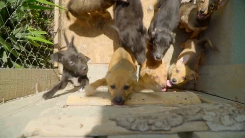 Slow motion view of mixed-breed puppies inside their cage. Need of love, no home Stock Footage 119761713