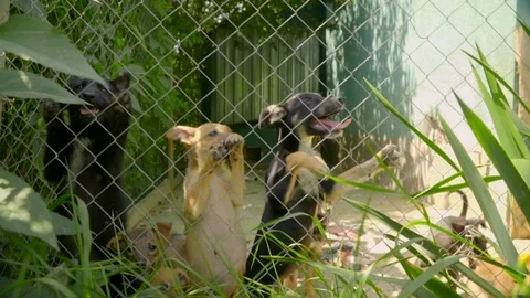 Slow motion view of mixed-breed puppies inside their cage. Need of love, no home Stock Footage 119761728