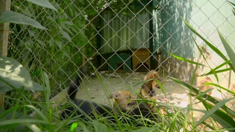 Slow motion view of mixed-breed puppies inside their cage. Need of love, no home Stock Footage 119761746