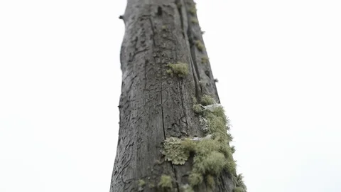 Slow motion view moving down a wooden telegraph pole with lichen on it in Stock Footage 111301563
