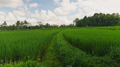 Slow Motion View of Narrow Path Through Vibrant Rice Fields Under Bright Cloud F Stock Footage 337032372